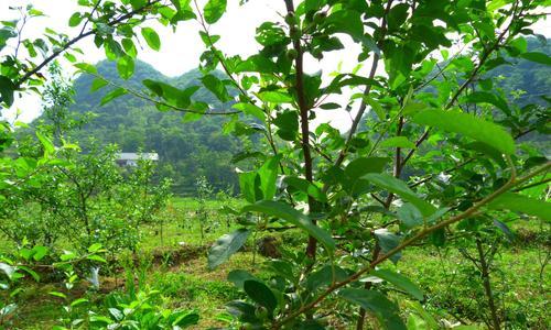 苹果树根系发达吗？如何判断苹果树的根系健康状况？
