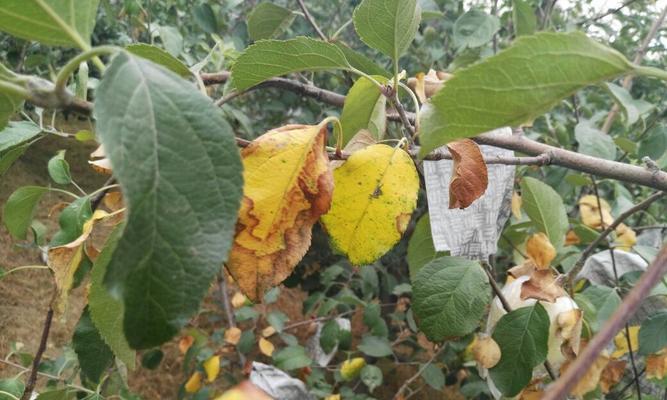 苹果树黄叶病是什么原因造成的？如何有效治疗处理？