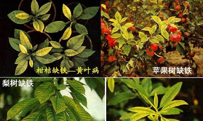 苹果树黄叶病是什么原因造成的？如何有效治疗处理？