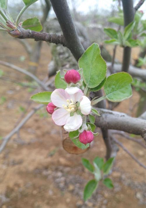 苹果树几年开花结果？如何促进早期结果？