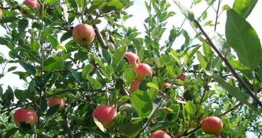 苹果树浇水频率如何根据季节调整？春夏秋冬浇水有何区别？