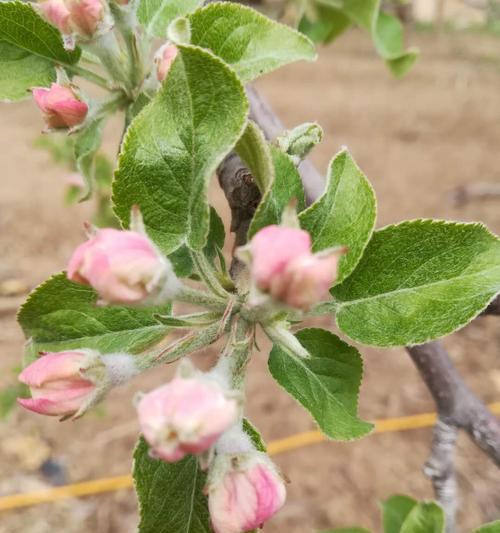 苹果树浇水频率如何根据季节调整？春夏秋冬浇水有何区别？