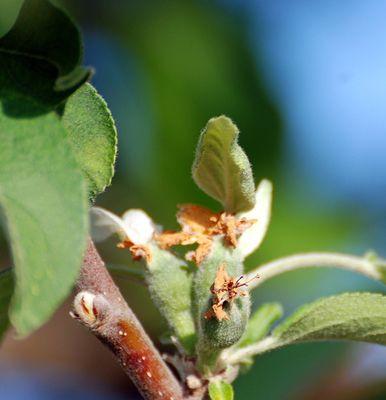 苹果树开花结果的时间是几月份？如何确保结果率？