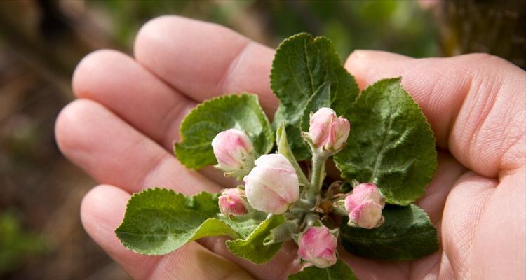 苹果树开花结果的时间是几月份？如何确保结果率？