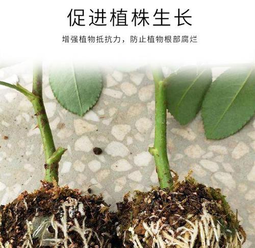 苹果树几月份扦插最好？如何提高扦插成活率？