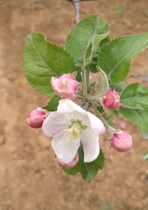 苹果树开花吗？开花时是什么样的景象？
