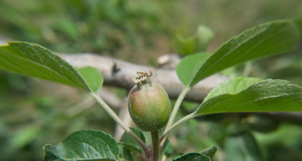 苹果树开花时浇水的正确方法是什么？