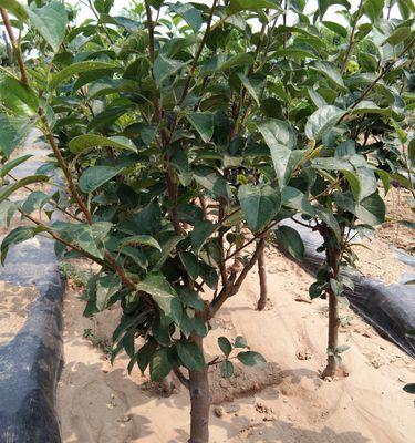 苹果树南方可以种吗？南方种植苹果树的条件和注意事项是什么？