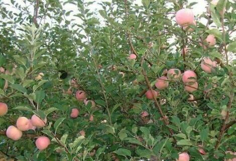 苹果树施什么肥好？如何根据季节选择合适的肥料？