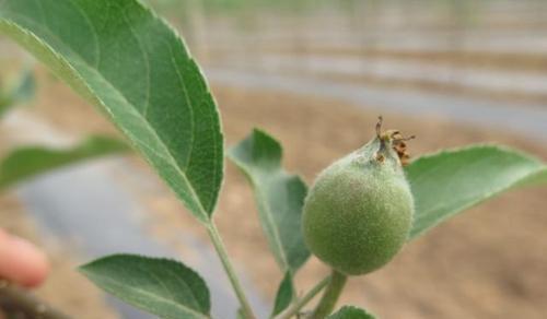 苹果树施什么肥最好？如何根据季节选择肥料？