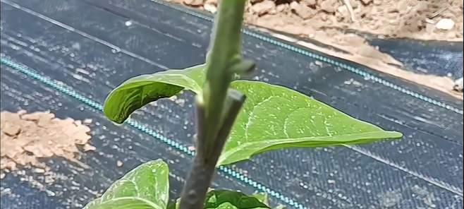 苹果树嫁接的最佳时间是什么时候？如何提高成活率？