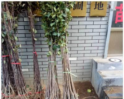 苹果树嫁接的最佳时间是什么时候？如何提高成活率？