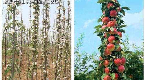 苹果树移栽的最佳时间是什么时候？移栽后如何管理？