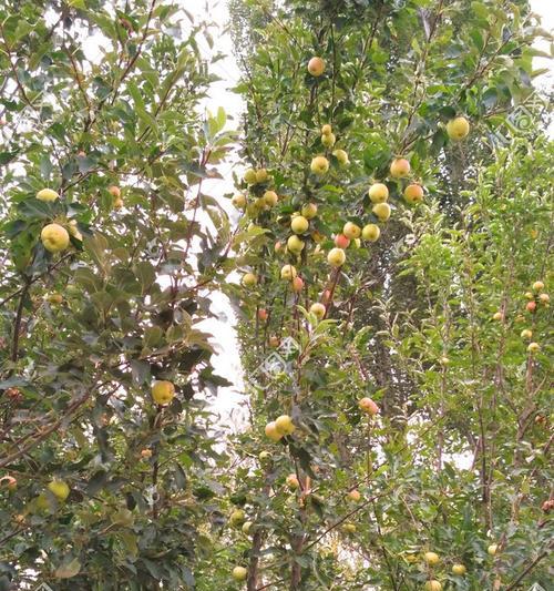 苹果树是常绿植物吗？了解苹果树的生长特性及养护要点