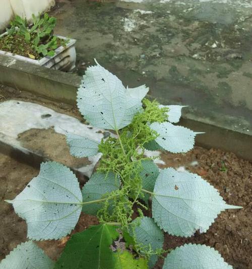 苹果树是雌雄同株吗？了解苹果树的繁殖特性