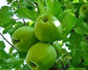 苹果树是植物吗属于什么果树植物？如何正确分类和养护？