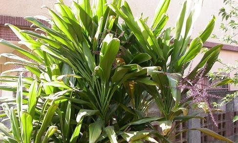 苹果树喜阴还是喜阳？如何根据光照选择种植位置？