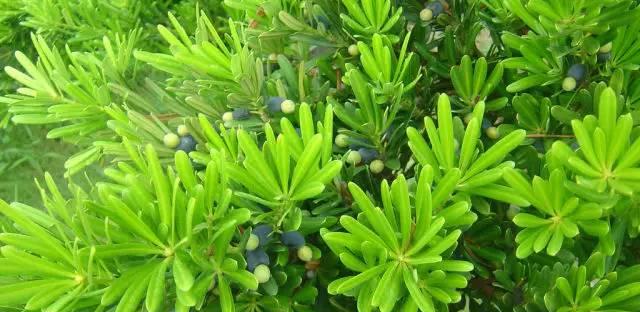 苹果树喜阴还是喜阳？如何根据光照选择种植位置？