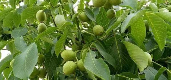 苹果树喜阴还是喜阳？如何根据光照选择种植位置？
