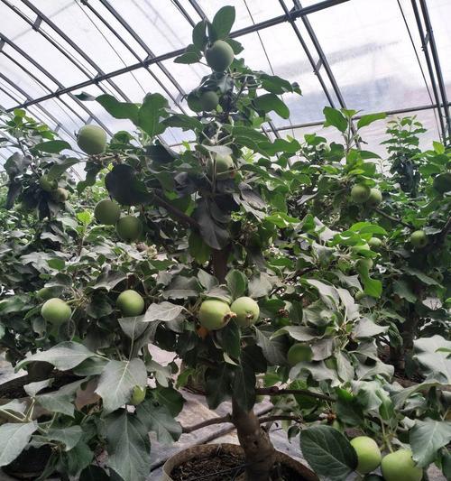 苹果树夏天可以剪枝吗？最佳剪枝时间是什么时候？
