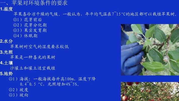 苹果树芽接的最佳时间是什么时候？有哪些技术方法可以提高成功率？
