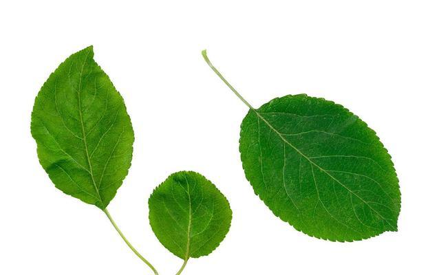 苹果树叶是什么形状？如何识别苹果树的叶子特征？