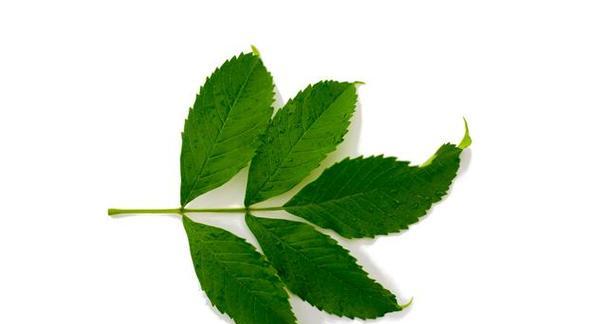 苹果树叶是什么形状？如何识别苹果树的叶子特征？