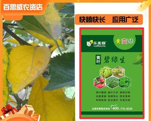 苹果树叶子卷曲了怎么办？如何正确处理？