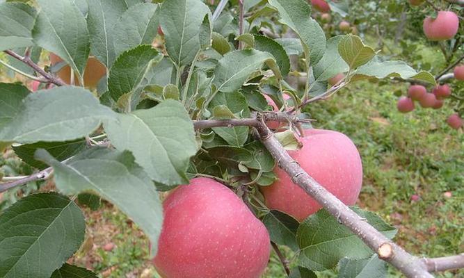 苹果树用什么肥料好？如何根据季节选择合适的肥料？