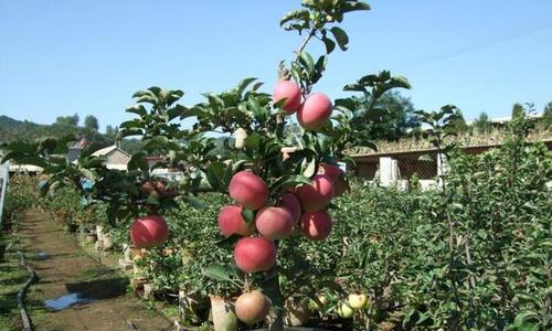 苹果树有毒吗？室内养护需要注意什么？