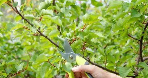 苹果树修剪的最佳时间和方法是什么？