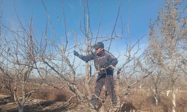 苹果树修剪方法有哪些？如何正确修剪苹果树？