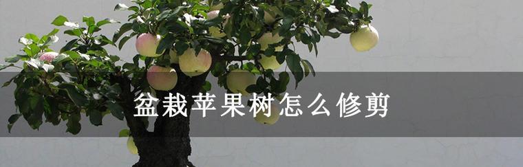 苹果树怎么养长的好？有哪些高效的养护技巧？