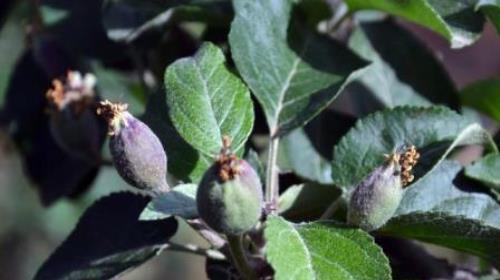 苹果树追肥用什么肥料好？如何根据季节选择合适的肥料？