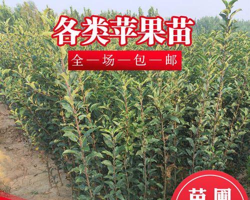苹果幼苗长什么样子？如何辨别健康幼苗？