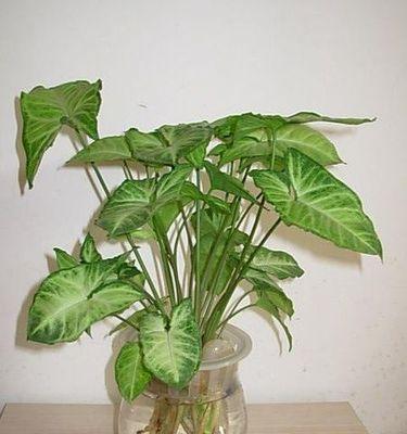 苹果芋怎么养长的好？掌握这些技巧轻松培育茁壮的苹果芋