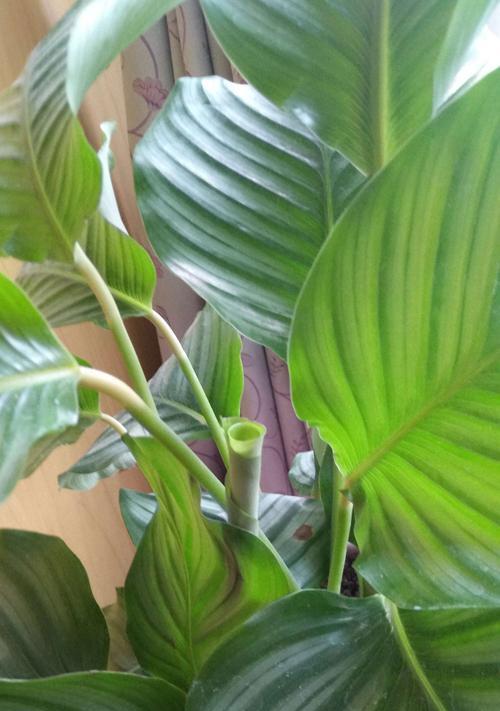 苹果芋怎么养长的好？掌握这些技巧轻松培育茁壮的苹果芋