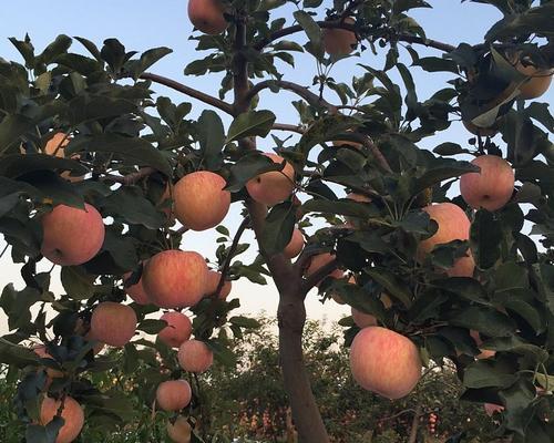 苹果原产地在哪里？全球苹果种植历史与分布解析？