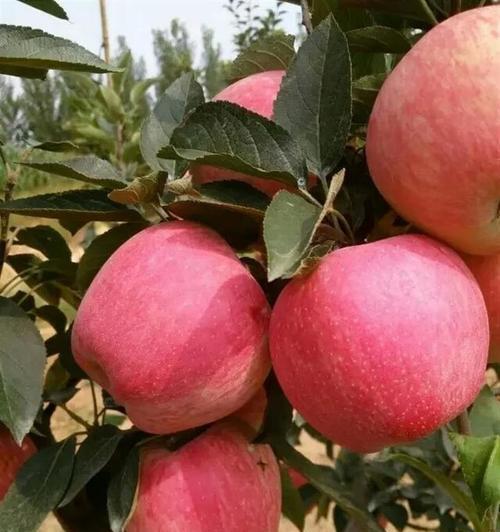苹果原产地在哪里？全球苹果种植历史与分布解析？