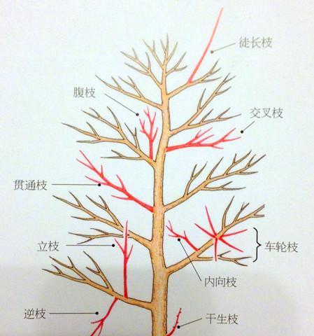 苹果树剪枝修剪方法有哪些？技术要点是什么？