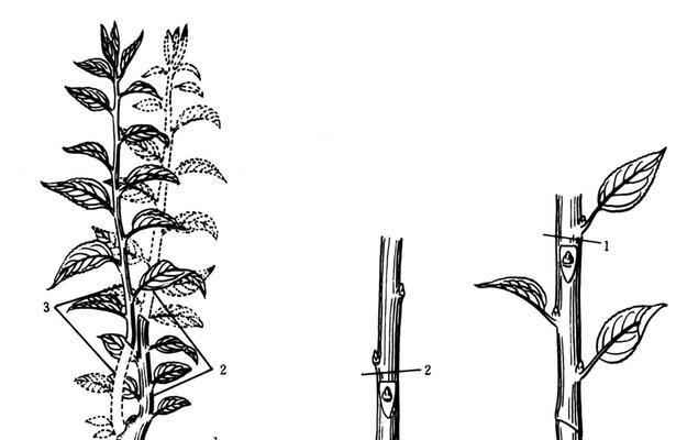 苹果树剪枝修剪方法有哪些？技术要点是什么？