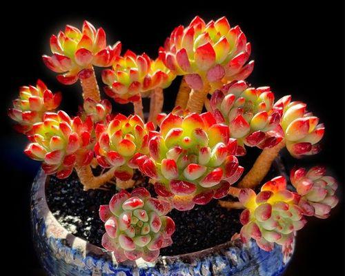 苹果怎么洗才干净？有效去除农药残留的方法是什么？