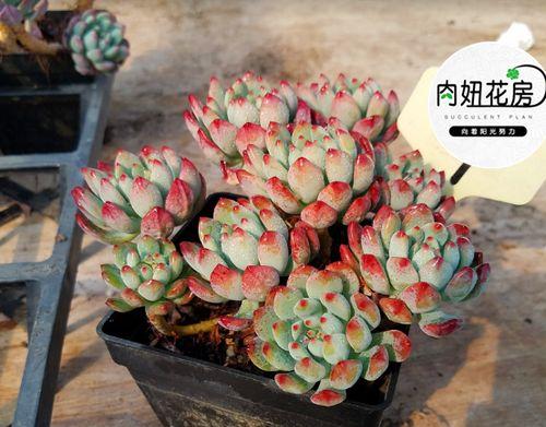 苹果怎么洗才干净？有效去除农药残留的方法是什么？