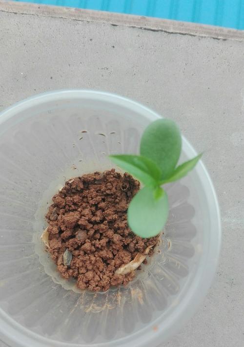 苹果种子发芽需要多长时间？发芽过程中的注意事项是什么？