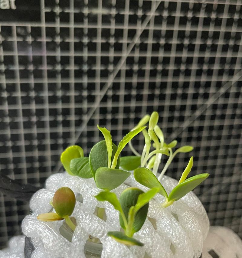 苹果种子发芽需要多长时间？发芽过程中的常见问题有哪些？