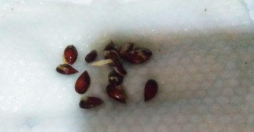 苹果种子含有氰化物吗？食用安全吗？