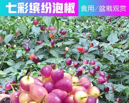 苹果种子含有氰化物吗？食用安全吗？