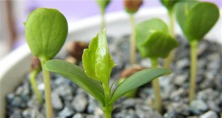 苹果种子含有氰化物吗？食用安全吗？