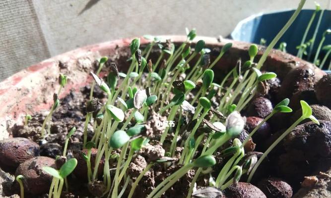 苹果种子发芽需要多长时间？发芽后如何正确照料？