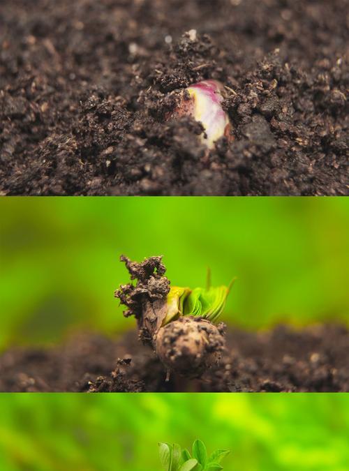 苹果种子发芽需要多长时间？发芽后如何正确照料？